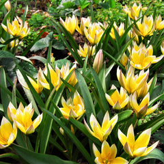 Tulip Bulbs Dasystemon Tarda Blooms Species Growing Bonsai Roots Rhizomes Corms Tubers Potted Planting Reblooming Fragrant Garden Flower Seeds Plant - Seedsplant