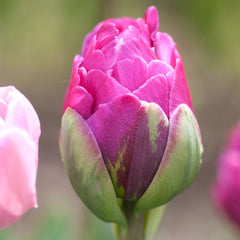 Tulip Bulbs Double Negrita Blooms Species Growing Bonsai Roots Rhizomes Corms Tubers Potted Planting Reblooming Fragrant Garden Flower Seeds Plant