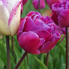 Tulip Bulbs Double Negrita Blooms Species Growing Bonsai Roots Rhizomes Corms Tubers Potted Planting Reblooming Fragrant Garden Flower Seeds Plant