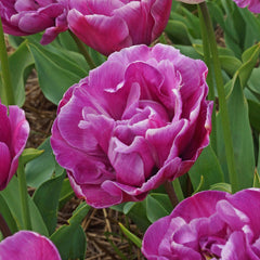 Tulip Bulbs Double Negrita Blooms Species Growing Bonsai Roots Rhizomes Corms Tubers Potted Planting Reblooming Fragrant Garden Flower Seeds Plant
