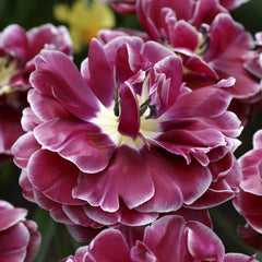 Tulip Bulbs Dream Touch Blooms Species Growing Bonsai Roots Rhizomes Corms Tubers Potted Planting Reblooming Fragrant Garden Flower Seeds Plant