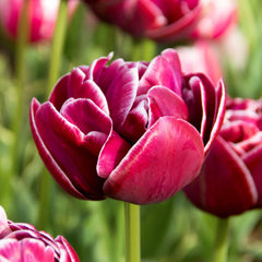 Tulip Bulbs Dream Touch Blooms Species Growing Bonsai Roots Rhizomes Corms Tubers Potted Planting Reblooming Fragrant Garden Flower Seeds Plant