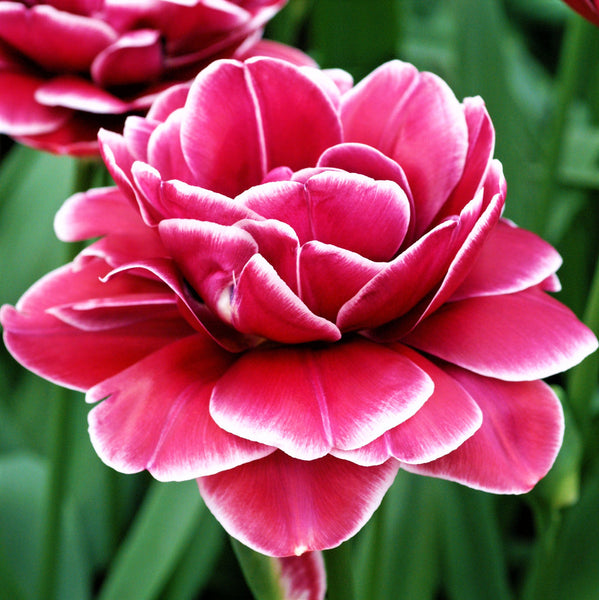 Tulip Bulbs Dream Touch Blooms Species Growing Bonsai Roots Rhizomes Corms Tubers Potted Planting Reblooming Fragrant Garden Flower Seeds Plant