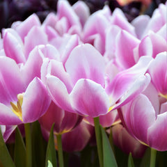 Tulip Bulbs Dreaming Maid Blooms Species Growing Bonsai Roots Rhizomes Corms Tubers Potted Planting Reblooming Fragrant Garden Flower Seeds Plant