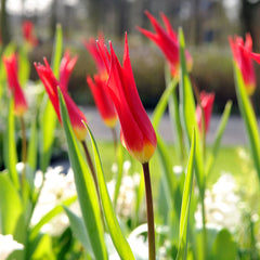 Tulip Bulbs Dyanito Blooms Species Growing Bonsai Roots Rhizomes Corms Tubers Potted Planting Reblooming Fragrant Garden Flower Seeds Plant