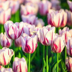 Tulip Bulbs Flaming Kiss  Blooms Species Growing Bonsai Roots Rhizomes Corms Tubers Potted Planting Reblooming Fragrant Garden Flower Seeds Plant