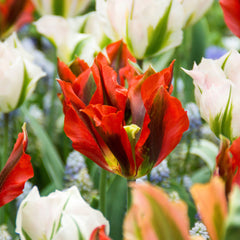 Tulip Bulbs Hollywood Blooms Species Growing Bonsai Roots Rhizomes Corms Tubers Potted Planting Reblooming Fragrant Garden Flower Seeds Plant