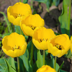 Tulip Bulbs Kikomachi  Blooms Species Growing Bonsai Roots Rhizomes Corms Tubers Potted Planting Reblooming Fragrant Garden Flower Seeds Plant - Seedsplant