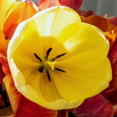 Tulip Bulbs Kikomachi  Blooms Species Growing Bonsai Roots Rhizomes Corms Tubers Potted Planting Reblooming Fragrant Garden Flower Seeds Plant - Seedsplant