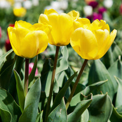 Tulip Bulbs Kikomachi  Blooms Species Growing Bonsai Roots Rhizomes Corms Tubers Potted Planting Reblooming Fragrant Garden Flower Seeds Plant - Seedsplant