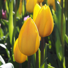 Tulip Bulbs Kikomachi  Blooms Species Growing Bonsai Roots Rhizomes Corms Tubers Potted Planting Reblooming Fragrant Garden Flower Seeds Plant - Seedsplant
