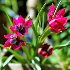 Tulip Bulbs Little Beauty Blooms Species Growing Bonsai Roots Rhizomes Corms Tubers Potted Planting Reblooming Fragrant Garden Flower Seeds Plant
