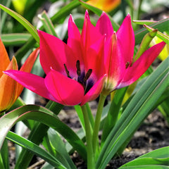Tulip Bulbs Little Beauty Blooms Species Growing Bonsai Roots Rhizomes Corms Tubers Potted Planting Reblooming Fragrant Garden Flower Seeds Plant
