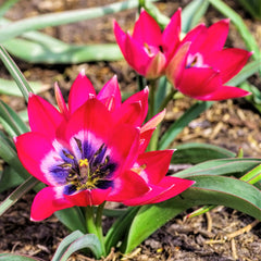 Tulip Bulbs Little Beauty Blooms Species Growing Bonsai Roots Rhizomes Corms Tubers Potted Planting Reblooming Fragrant Garden Flower Seeds Plant