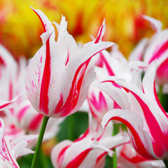 Tulip Bulbs Marilyn Blooms Species Growing Bonsai Roots Rhizomes Corms Tubers Potted Planting Reblooming Fragrant Garden Flower Seeds Plant