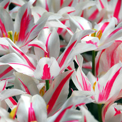 Tulip Bulbs Marilyn Blooms Species Growing Bonsai Roots Rhizomes Corms Tubers Potted Planting Reblooming Fragrant Garden Flower Seeds Plant