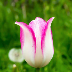 Tulip Bulbs Marjoletti Blooms Species Growing Bonsai Roots Rhizomes Corms Tubers Potted Planting Reblooming Fragrant Garden Flower Seeds Plant - Seedsplant