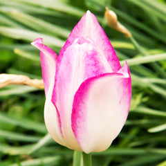 Tulip Bulbs Marjoletti Blooms Species Growing Bonsai Roots Rhizomes Corms Tubers Potted Planting Reblooming Fragrant Garden Flower Seeds Plant - Seedsplant