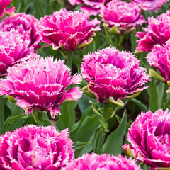 Tulip Bulbs Mascotte (Fringed) Blooms Species Growing Bonsai Roots Rhizomes Corms Tubers Potted Planting Reblooming Fragrant Garden Flower Seeds Plant