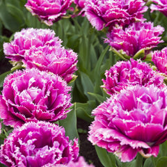 Tulip Bulbs Mascotte (Fringed) Blooms Species Growing Bonsai Roots Rhizomes Corms Tubers Potted Planting Reblooming Fragrant Garden Flower Seeds Plant