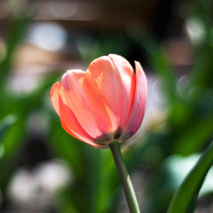 Tulip Bulbs Menton Blooms Species Growing Bonsai Roots Rhizomes Corms Tubers Potted Planting Reblooming Fragrant Garden Flower Seeds Plant - Seedsplant