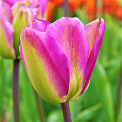 Tulip Bulbs Nightrider Blooms Species Growing Bonsai Roots Rhizomes Corms Tubers Potted Planting Reblooming Fragrant Garden Flower Seeds Plant - Seedsplant