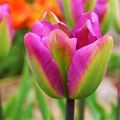 Tulip Bulbs Nightrider Blooms Species Growing Bonsai Roots Rhizomes Corms Tubers Potted Planting Reblooming Fragrant Garden Flower Seeds Plant - Seedsplant