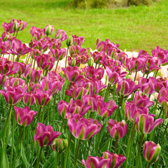 Tulip Bulbs Nightrider Blooms Species Growing Bonsai Roots Rhizomes Corms Tubers Potted Planting Reblooming Fragrant Garden Flower Seeds Plant - Seedsplant