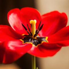 Tulip Bulbs Red Parade Blooms Species Growing Bonsai Roots Rhizomes Corms Tubers Potted Planting Reblooming Fragrant Garden Flower Seeds Plant