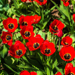 Tulip Bulbs Red Parade Blooms Species Growing Bonsai Roots Rhizomes Corms Tubers Potted Planting Reblooming Fragrant Garden Flower Seeds Plant