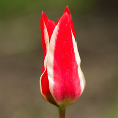 Stars & Stripes Blend - Anemone & Tulip Bulbs Blooms Species Growing Bonsai Roots Rhizomes Corms Tubers Potted Planting Reblooming Fragrant Garden Flower Seeds Plant