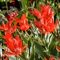 Tulip Bulbs Praestans Unicum Blooms Species Growing Bonsai Roots Rhizomes Corms Tubers Potted Planting Reblooming Fragrant Garden Flower Seeds Plant