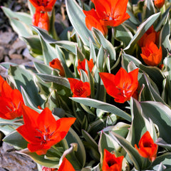 Tulip Bulbs Praestans Unicum Blooms Species Growing Bonsai Roots Rhizomes Corms Tubers Potted Planting Reblooming Fragrant Garden Flower Seeds Plant
