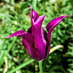 Tulip Bulbs Purple Dream Blooms Species Growing Bonsai Roots Rhizomes Corms Tubers Potted Planting Reblooming Fragrant Garden Flower Seeds Plant