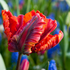 Tulip Bulbs Rococco Blooms Species Growing Bonsai Roots Rhizomes Corms Tubers Potted Planting Reblooming Fragrant Garden Flower Seeds Plant