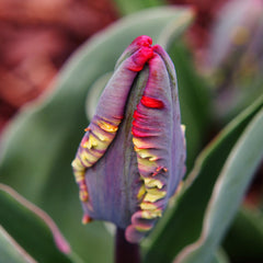 Tulip Bulbs Rococco Blooms Species Growing Bonsai Roots Rhizomes Corms Tubers Potted Planting Reblooming Fragrant Garden Flower Seeds Plant