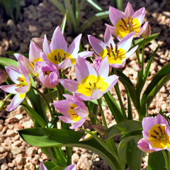 Tulip Bulbs Saxatilis Blooms Species Growing Bonsai Roots Rhizomes Corms Tubers Potted Planting Reblooming Fragrant Garden Flower Seeds Plant