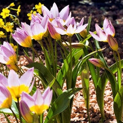 Tulip Bulbs Saxatilis Blooms Species Growing Bonsai Roots Rhizomes Corms Tubers Potted Planting Reblooming Fragrant Garden Flower Seeds Plant