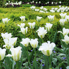 Tulip Bulbs Spring Green  Blooms Species Growing Bonsai Roots Rhizomes Corms Tubers Potted Planting Reblooming Fragrant Garden Flower Seeds Plant