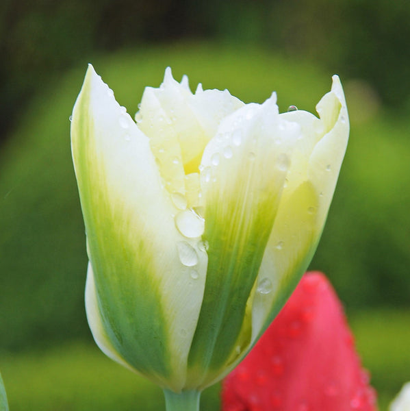 Tulip Bulbs Spring Green  Blooms Species Growing Bonsai Roots Rhizomes Corms Tubers Potted Planting Reblooming Fragrant Garden Flower Seeds Plant