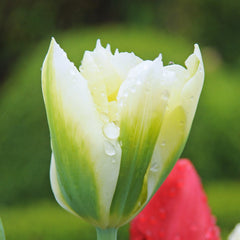 Tulip Bulbs Spring Green  Blooms Species Growing Bonsai Roots Rhizomes Corms Tubers Potted Planting Reblooming Fragrant Garden Flower Seeds Plant