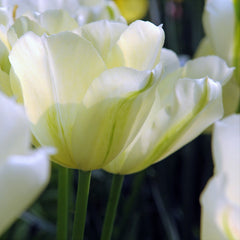 Tulip Bulbs Spring Green  Blooms Species Growing Bonsai Roots Rhizomes Corms Tubers Potted Planting Reblooming Fragrant Garden Flower Seeds Plant