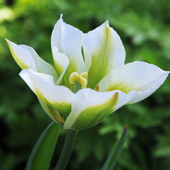 Tulip Bulbs Spring Green  Blooms Species Growing Bonsai Roots Rhizomes Corms Tubers Potted Planting Reblooming Fragrant Garden Flower Seeds Plant