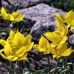 Tulip Bulbs Sylvestris Blooms Species Growing Bonsai Roots Rhizomes Corms Tubers Potted Planting Reblooming Fragrant Garden Flower Seeds Plant