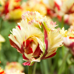 Tulip Bulbs Flaming Fire Collection Blooms Species Growing Bonsai Roots Rhizomes Corms Tubers Potted Planting Reblooming Fragrant Garden Flower Seeds Plant