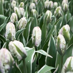 Tulip Bulbs The Edge Blooms Species Growing Bonsai Roots Rhizomes Corms Tubers Potted Planting Reblooming Fragrant Garden Flower Seeds Plant