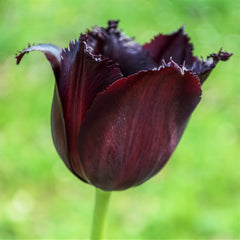 Tulip Bulbs Vincent Van Gogh (Fringed) Blooms Species Growing Bonsai Roots Rhizomes Corms Tubers Potted Planting Reblooming Fragrant Garden Flower Seeds Plant