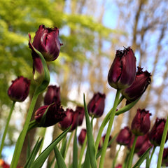 Tulip Bulbs Vincent Van Gogh (Fringed) Blooms Species Growing Bonsai Roots Rhizomes Corms Tubers Potted Planting Reblooming Fragrant Garden Flower Seeds Plant