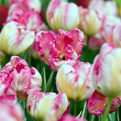 Tulip Bulbs Webers Parrot Blooms Species Growing Bonsai Roots Rhizomes Corms Tubers Potted Planting Reblooming Fragrant Garden Flower Seeds Plant