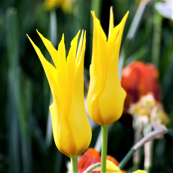 Tulip Bulbs West Point Blooms Species Growing Bonsai Roots Rhizomes Corms Tubers Potted Planting Reblooming Fragrant Garden Flower Seeds Plant